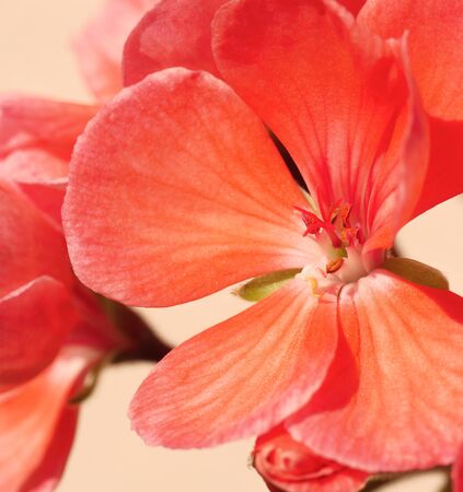 Pink flower pelargonium. Close-up.の写真素材