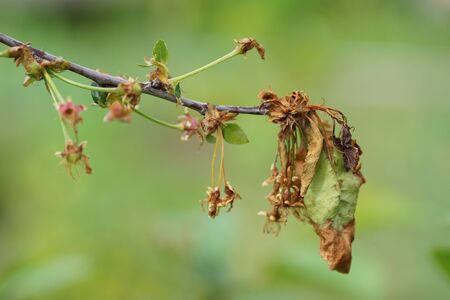 A cherry branch withered in the garden. Close-up.                               の写真素材