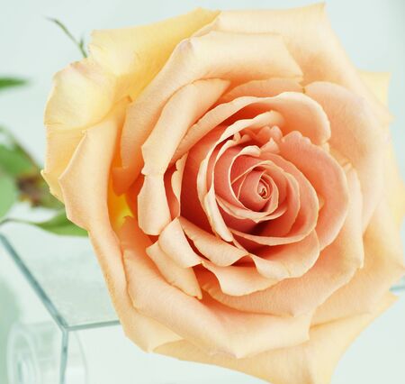 Peach rose on a white background. Close-up.の写真素材