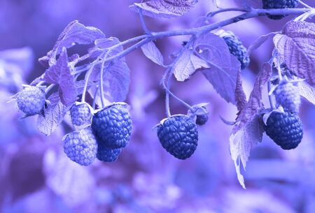 Raspberry on a bush in the garden. Blue tone. Macro.の写真素材
