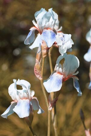Iris flower in the garden. Blue. Close-up.の写真素材