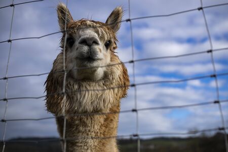 Alpacas in autumn on an alpaca farmの写真素材