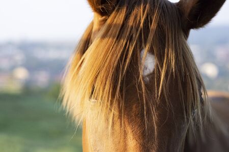 Young brown mares in a pasturageの写真素材