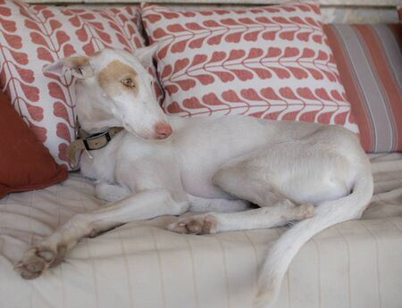 English greyhound asleep tired on a sofa chill femaleの写真素材