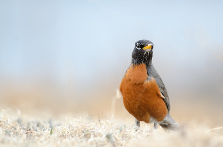 Front view of an American Robin. State bird of Michigan, Connecticut and Wisconsin.の写真素材