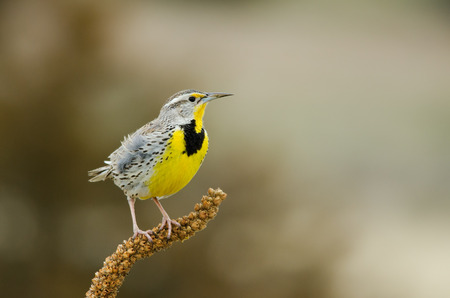 A Western Meadowlark perched on shrub, Colorado, spring time.の写真素材