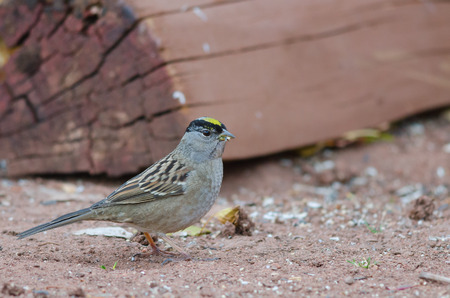 Golden crowned sparrow  Zonotrichia atricapilla  feeding on seedの写真素材