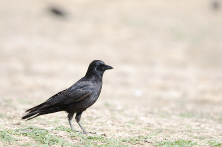 American crow standing on the ground