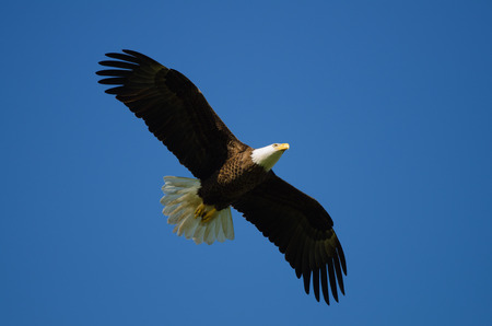 Bald eagle flying with blue sky background 