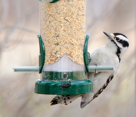 Downy woodpecker at bird feeder, Barr Lake, Coloradoの写真素材