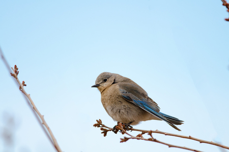 Female mountain bluebird perched on tree branch  State bird of Idaho and Nevada の写真素材