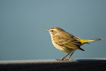 Palm warbler sitting on boardwalk at Lakes Park, Fort Myers, Florida  の写真素材