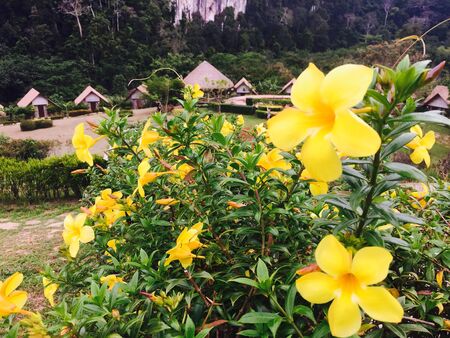 Yellow flowersの素材
