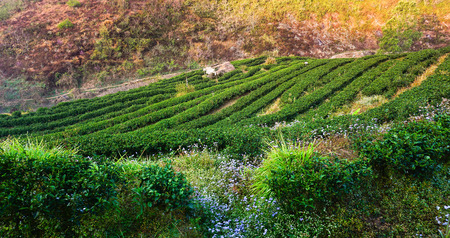 Green Tea Plantation on Hillside in Thailand in the Morningの写真素材