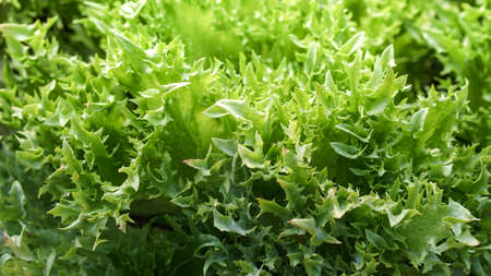 Fresh Green Organic Vegetables with Close-up
