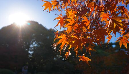 Autumn season with leaves colorful.の写真素材