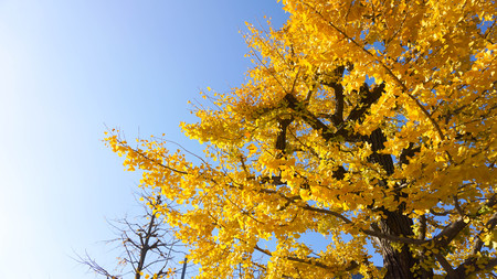 Golden ginkgo treeの写真素材