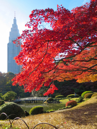 Autumn season with leaves colorful.の写真素材
