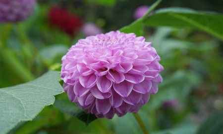 Purple flowersの写真素材