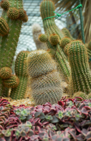 Cactus Plantsの写真素材
