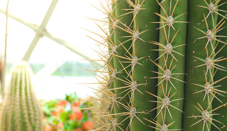 Cactus Close-upの写真素材