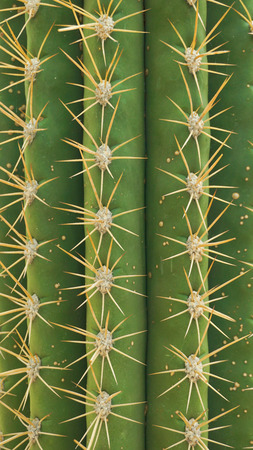 Cactus Close-upの写真素材