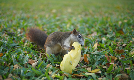 Squirrel Eating Mangoの写真素材