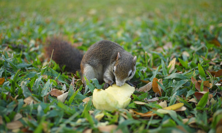 Squirrel Eating Mangoの写真素材