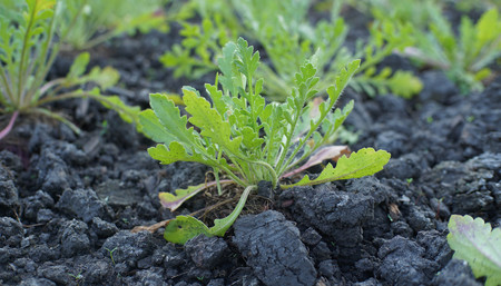 Vegetable gardenの写真素材