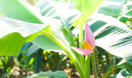 Banana flowerの写真素材