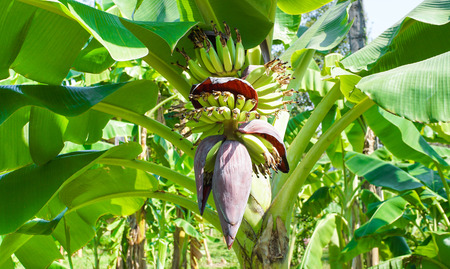 Banana flowerの写真素材