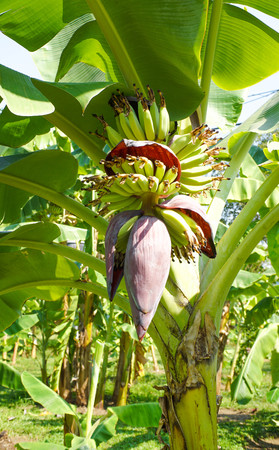 Banana flowerの写真素材