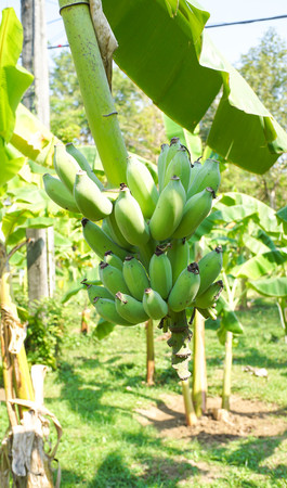 Bananas on a banana treeの写真素材