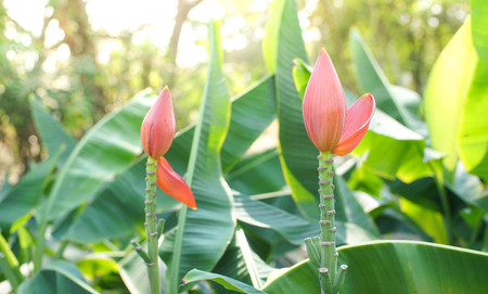 Banana flowerの写真素材