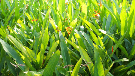 Banana flowerの写真素材
