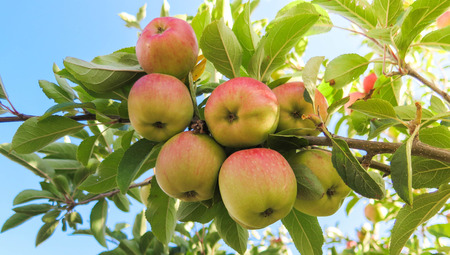 Red apples on a tree