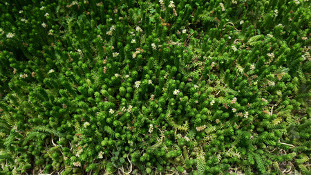 Green leaves wall backgroundの写真素材