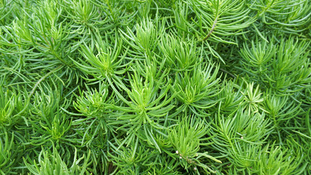 Green leaves wall backgroundの写真素材