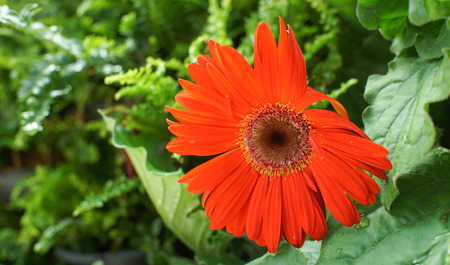 Gerbera daisy flowerの写真素材