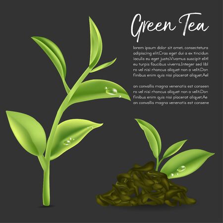 Green tea,Green tea leaf. Vector illustrationのイラスト素材