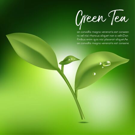 Green tea,Green tea leaf. Vector illustrationのイラスト素材