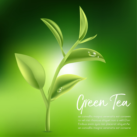 Green tea,Green tea leaf. Vector illustrationのイラスト素材
