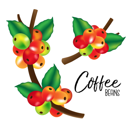 Vector coffee beans on white background.のイラスト素材