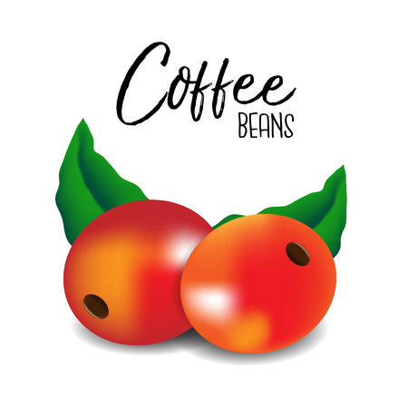 Vector coffee beans on white background.のイラスト素材