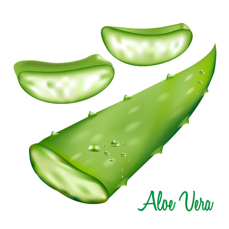 Aloe vera with fresh drops of water.Vector illustrationのイラスト素材
