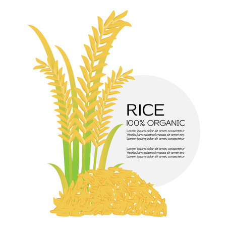 Rice grains. Vector illustrationのイラスト素材
