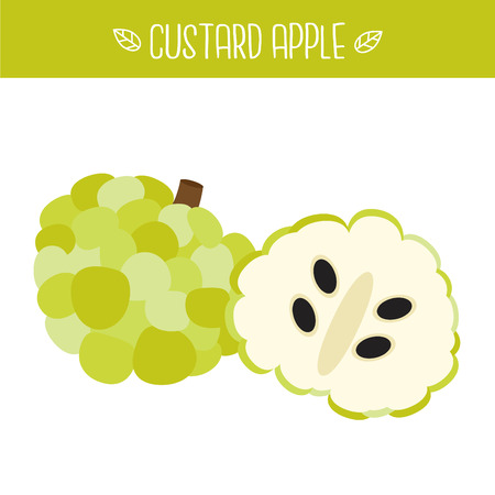 Custard apple Vector illustration.のイラスト素材