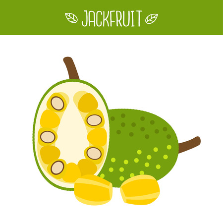 Jackfruit Vector illustration.のイラスト素材