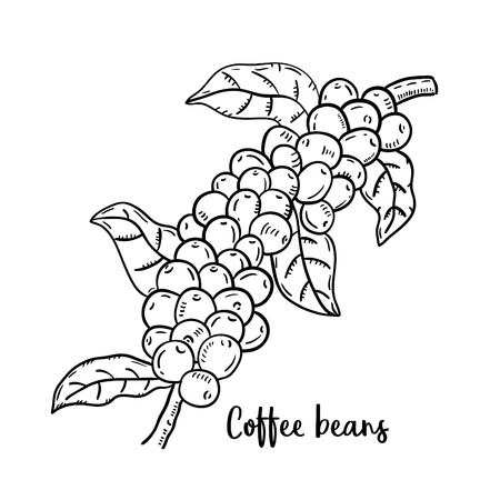 Hand drawn illustration of Coffee.のイラスト素材