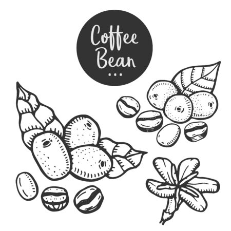 Hand drawn illustration of Coffee.のイラスト素材